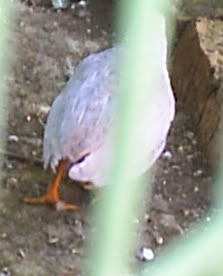 CPQuail01.jpg