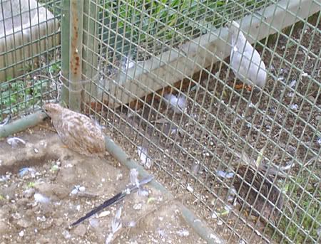 CPQuail02to04.jpg