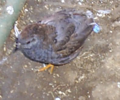 CPQuail05.jpg