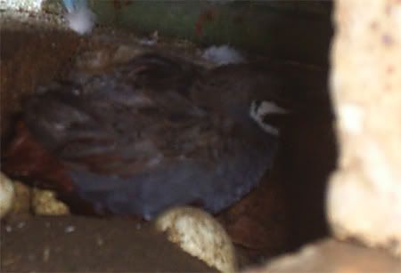 CPQuail06.jpg