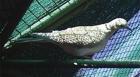 LDove01.jpg