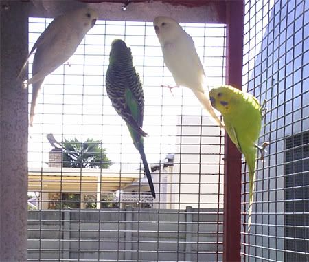NBudgie01to04.jpg