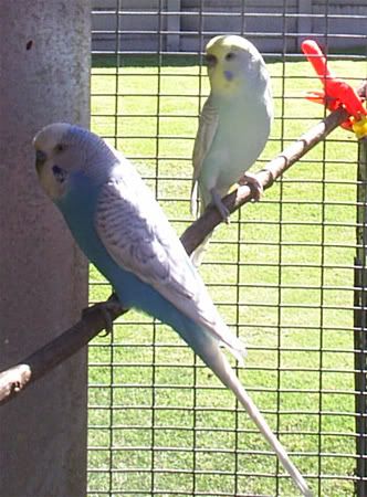 NBudgie05n06.jpg