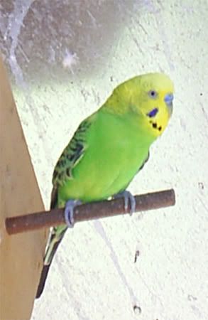 NBudgie07.jpg
