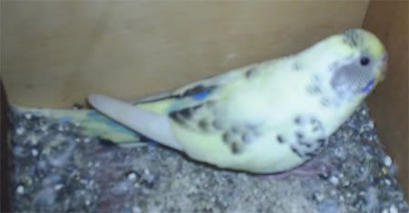 NBudgie08.jpg