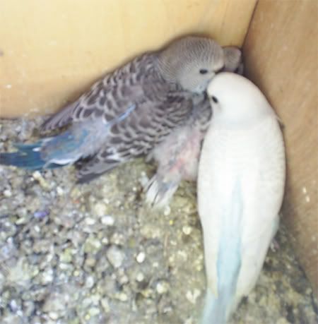 NBudgie09to11.jpg