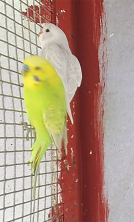 NBudgie12n13.jpg