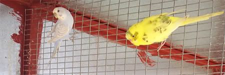 NBudgie14n15.jpg