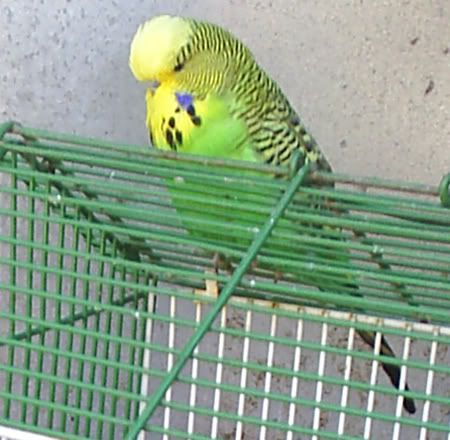 SBudgie01.jpg