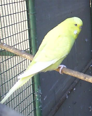 SBudgie02.jpg