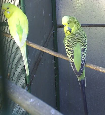 SBudgie03n04.jpg