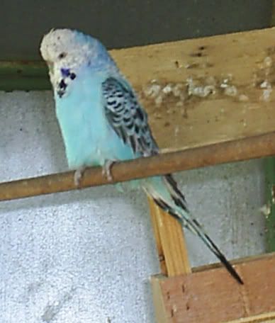 SBudgie05.jpg