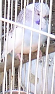 SBudgie06.jpg