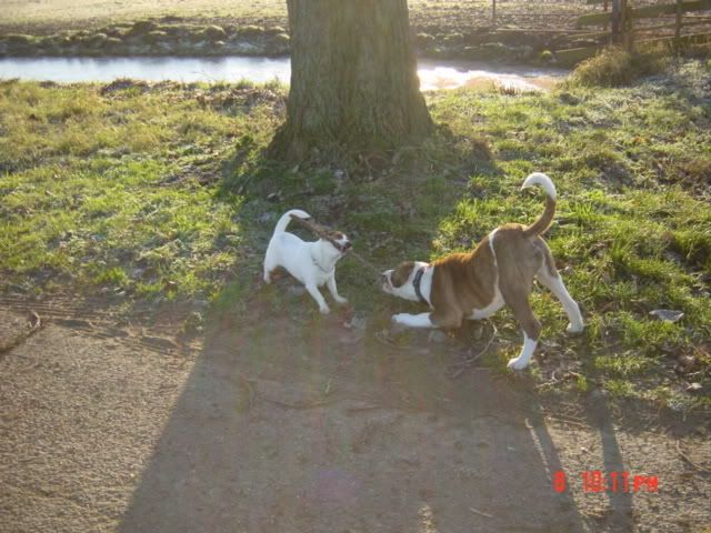 Testo & Speedy (c) TestoAngel testo black x reviews