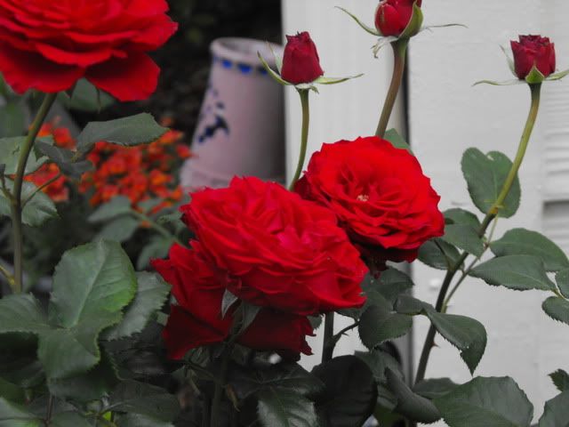 Dewar's Red sensation