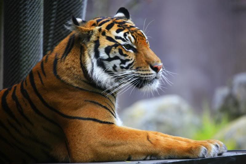 IMAGE: http://i5.photobucket.com/albums/y156/dentx/zoo/_MG_5243a.jpg