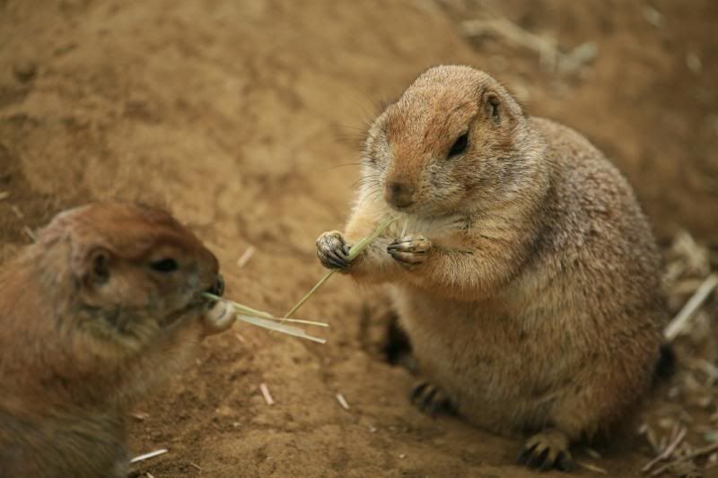 IMAGE: http://i5.photobucket.com/albums/y156/dentx/zoo/_MG_5252.jpg