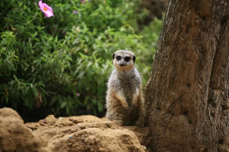 IMAGE: http://i5.photobucket.com/albums/y156/dentx/zoo/_MG_5263.jpg