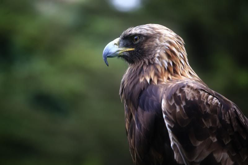 IMAGE: http://i5.photobucket.com/albums/y156/dentx/zoo/_MG_5280.jpg