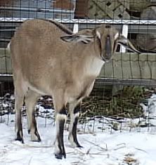 Speaking of pics! - Goats