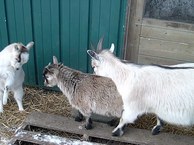 Speaking of pics! - Goats