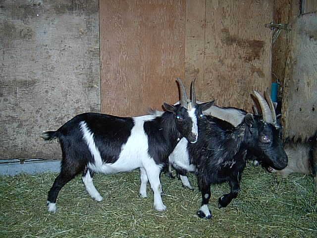 Sad day for me too - Goats