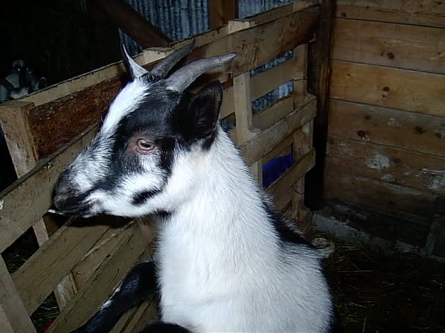 Speaking of pics! - Goats