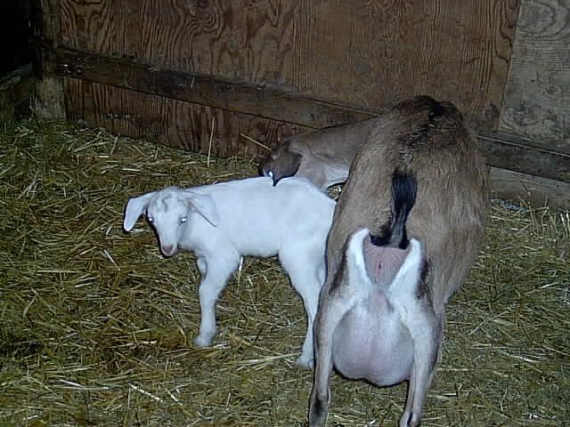 Silly goat pics - Goats