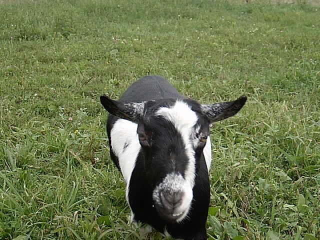 Goat in shock - Goats