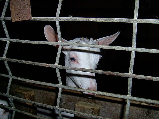 yeeha (trying a pic also) - Goats