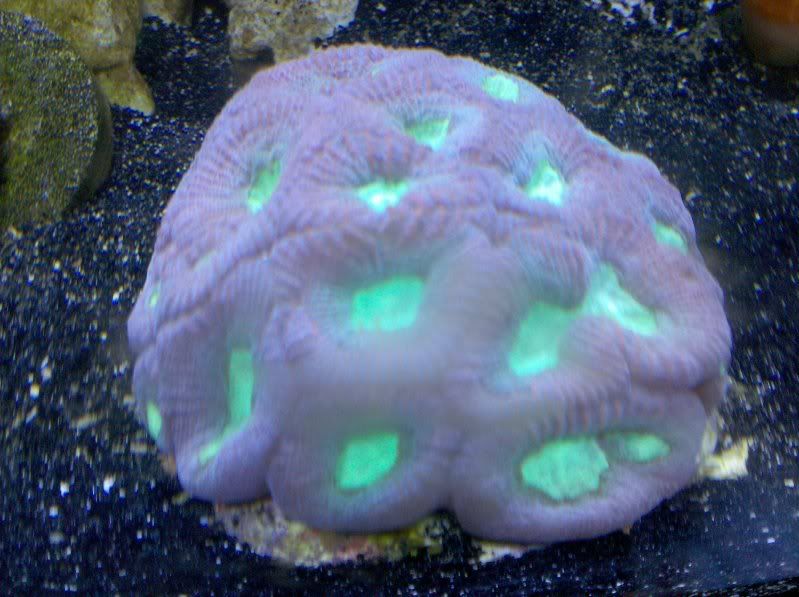 acan.jpg
