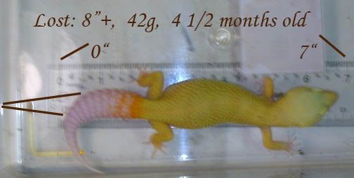 Lostsize.jpg