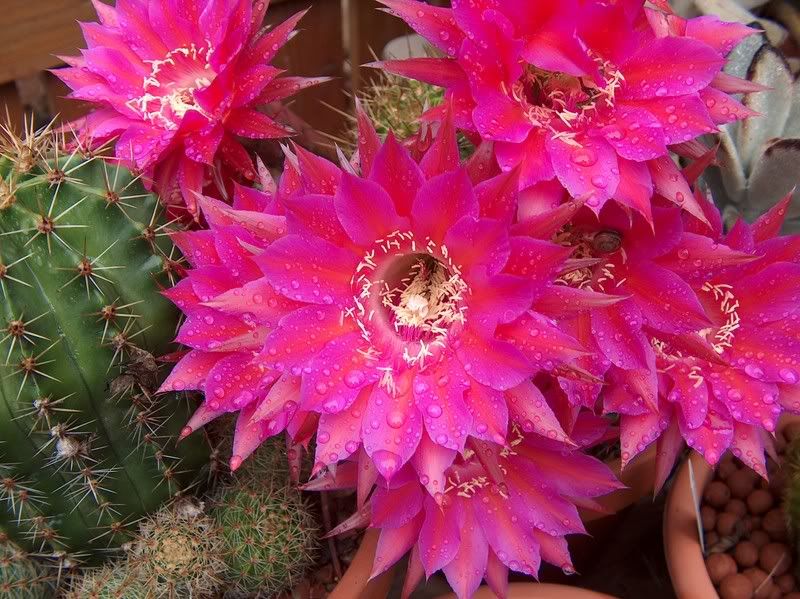 Echinopsis!!!!!!! - CactiGuide.com