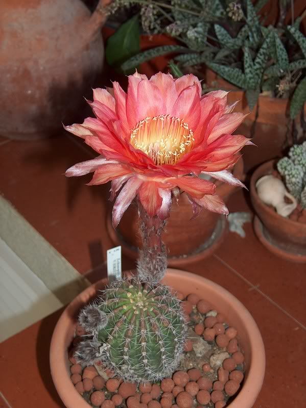 Echinopsis!!!!!!! - CactiGuide.com