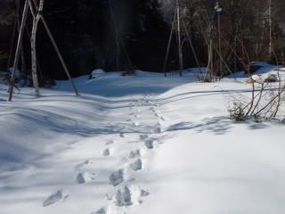 PB230140.jpg footsteps in the snow image by lil_dolmae