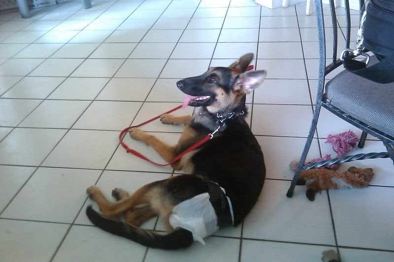 german shepherd in heat diapers