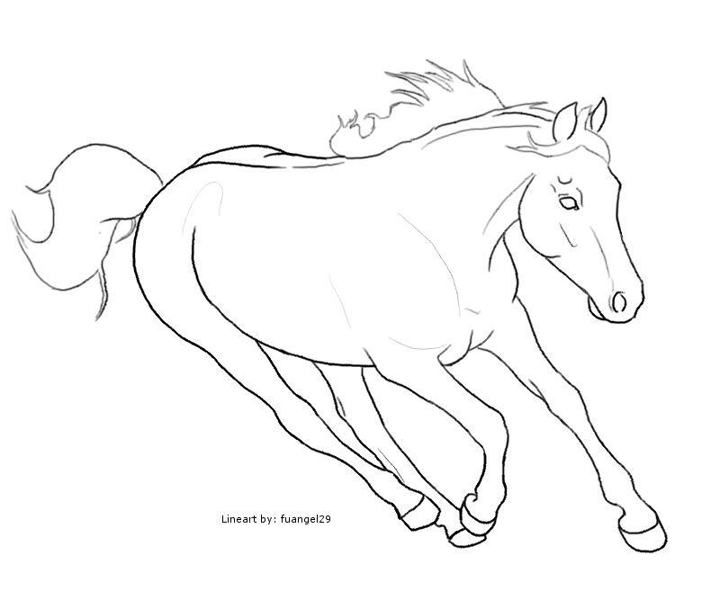 markings on horse. Horse markings: White Star