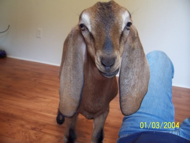 pic of my new buckling :) - Goats