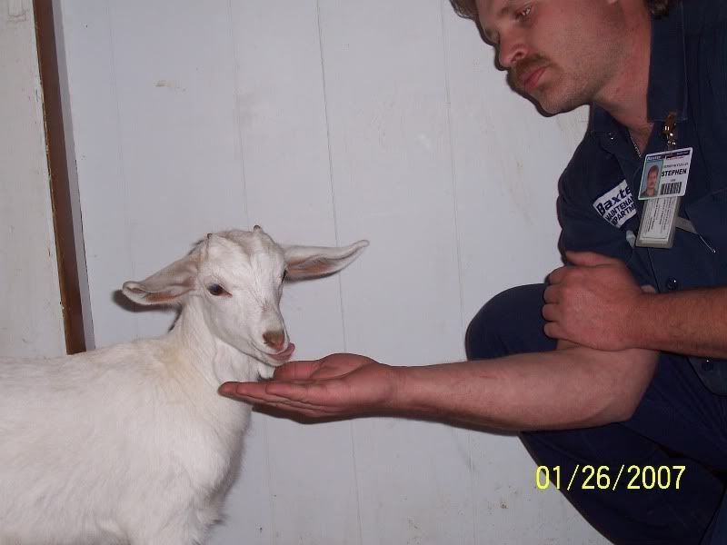 a pic of my birthday present - Goats