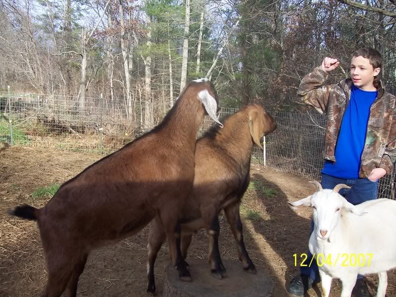 My little herd pic - Goats