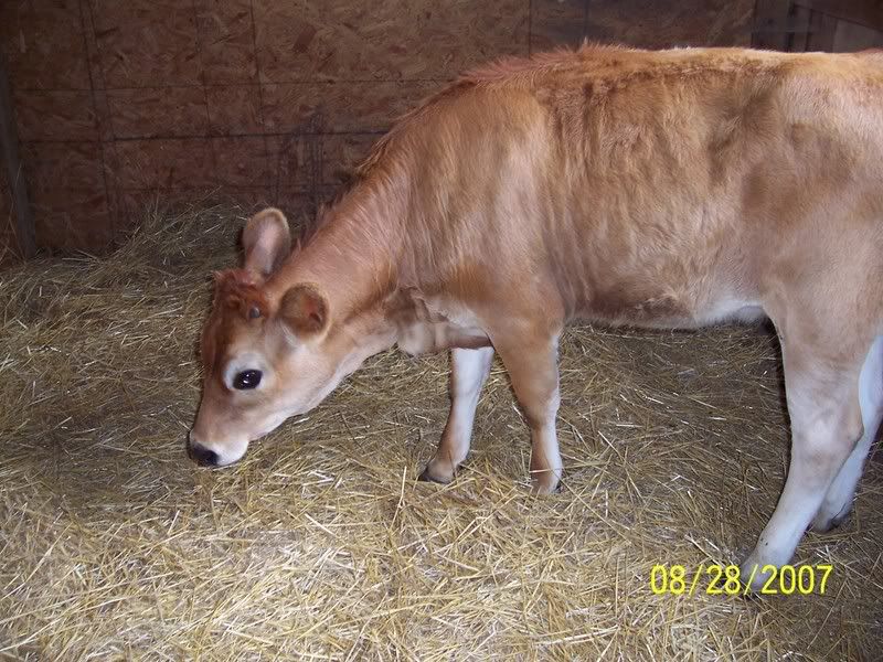 Picture of maggie - Cattle