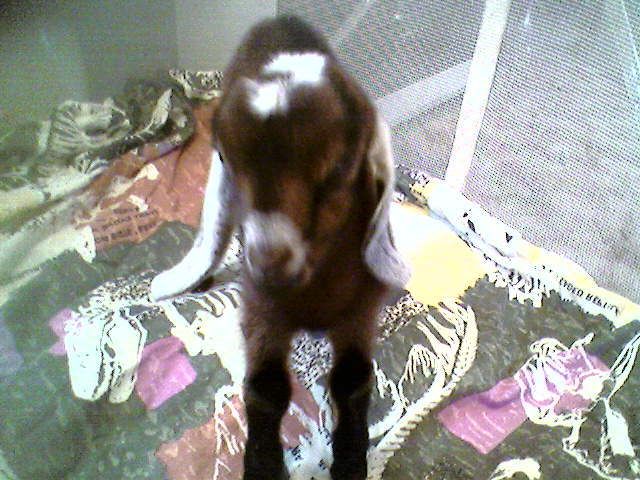 My doe was born today new baby yeah - Goats