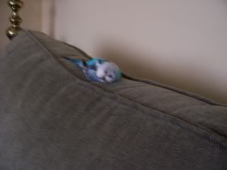 Picture012-1.jpg