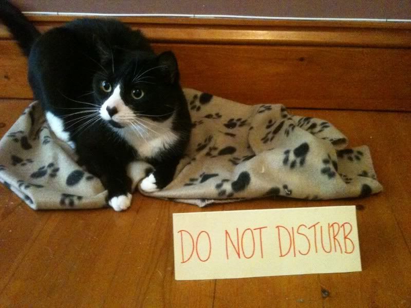 Do Not Disturb the cat
