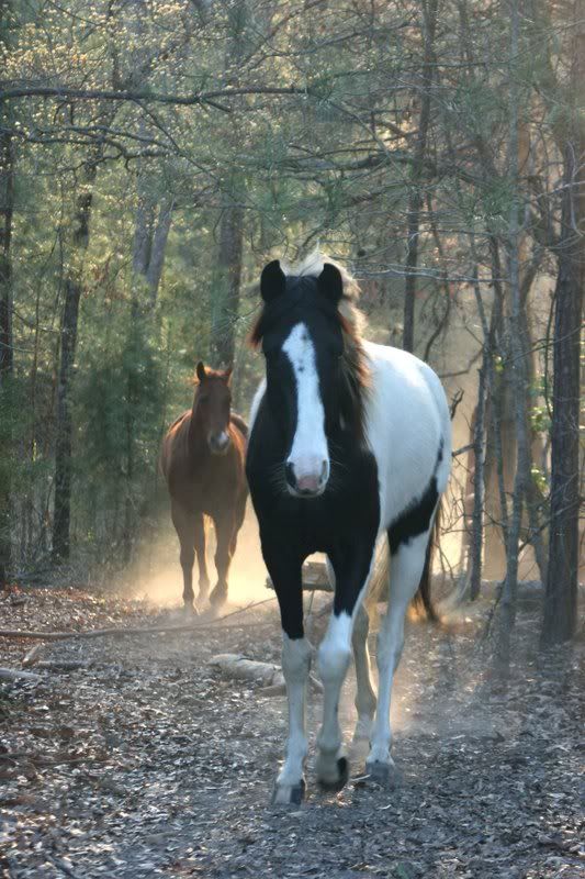 cheyenne and beau