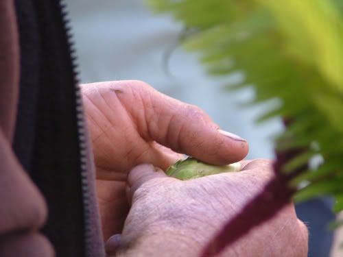 farmer\'s hands