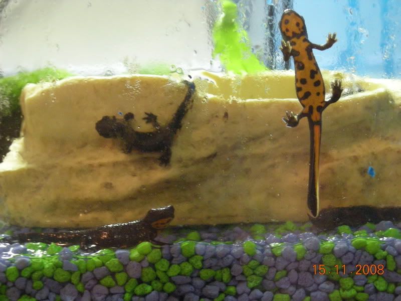 Chinese Fire Bellied Newts For Sale Glasgow Page 5 Reptile Forums