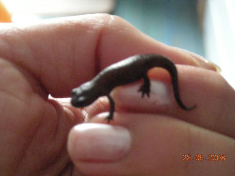 Chinese Fire Bellied Newts For Sale Glasgow Reptile Forums