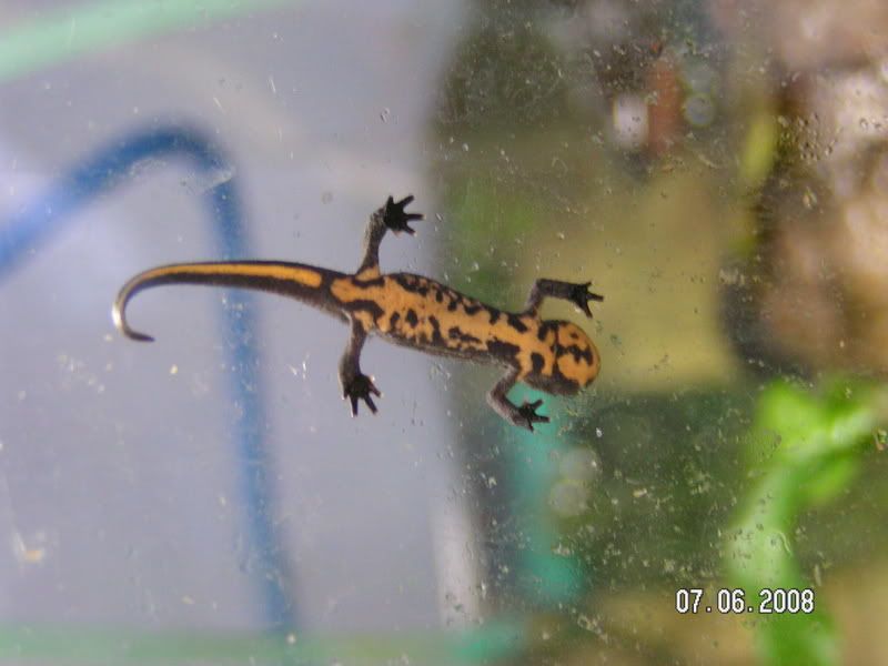 Chinese Fire Bellied Newts For Sale Glasgow Reptile Forums