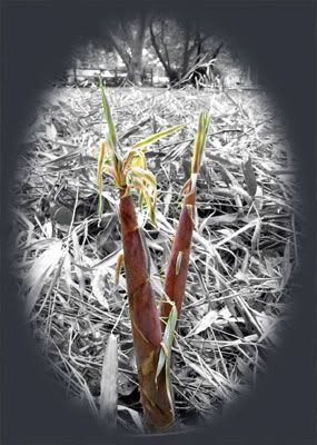 grows 1 foot per day